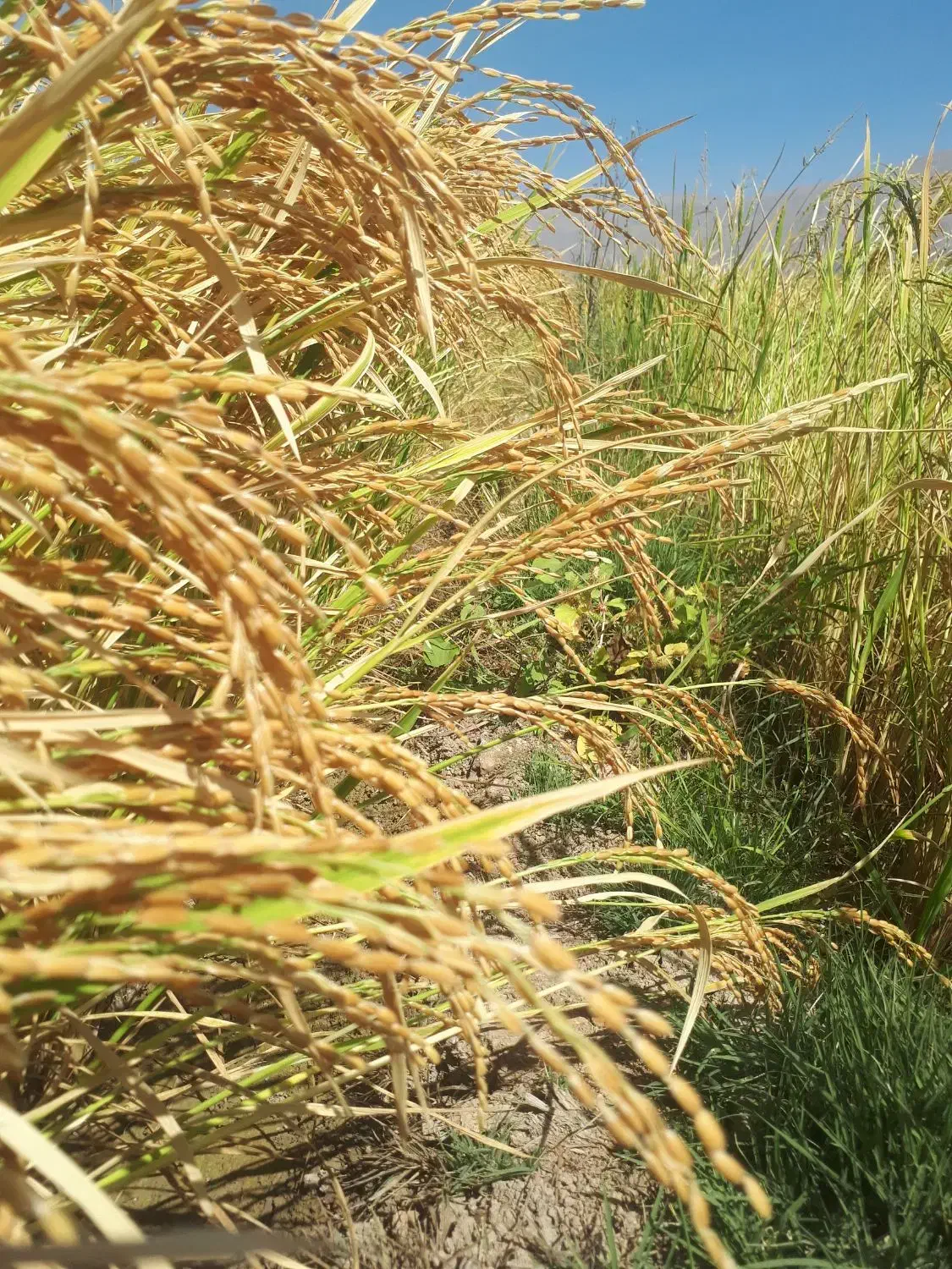 برنج کامفیروزی درجه یک|خوردنی و آشامیدنی|صدرا-فارس, فاز ۱|دیوار