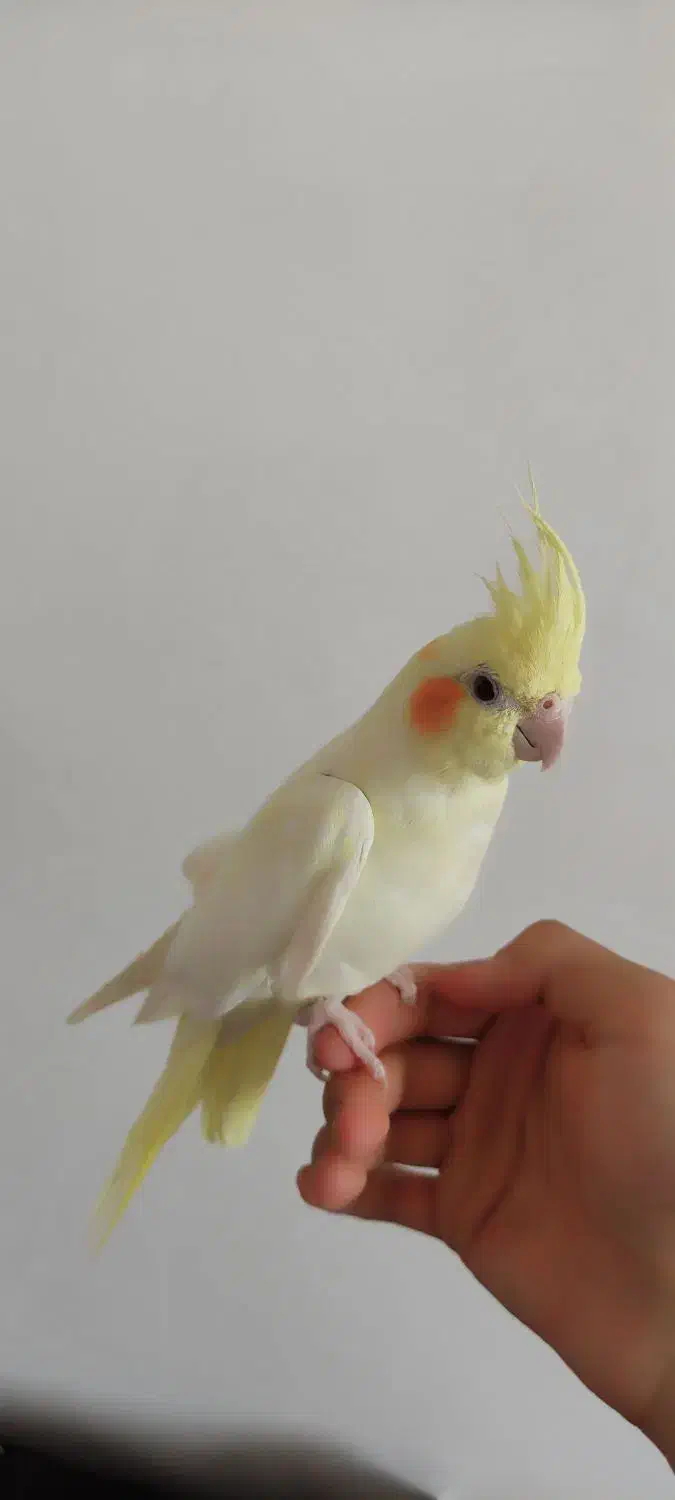 یک جفت عروس هلندی|پرنده|آباده, |دیوار