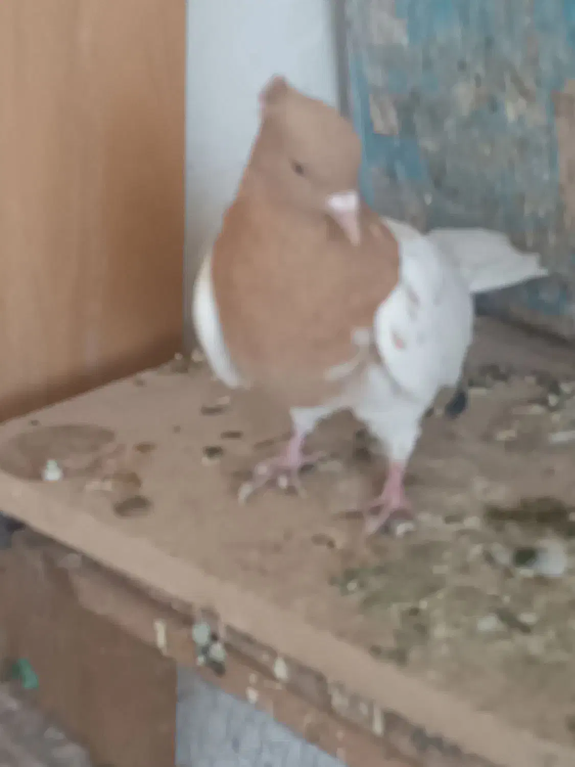 گمشده|حیوانات|بم, |دیوار