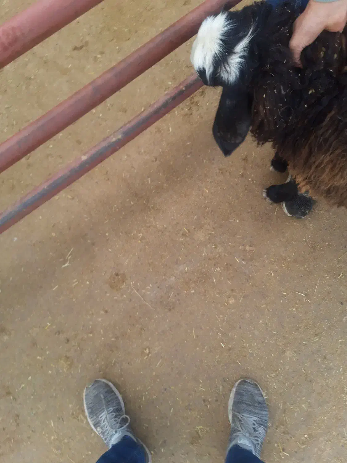 بره میش بز بزغاله|حیوانات مزرعه|دشتابی, |دیوار