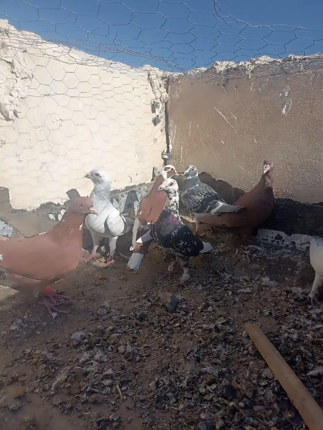 سرخ شامی|پرنده|میرجاوه, |دیوار