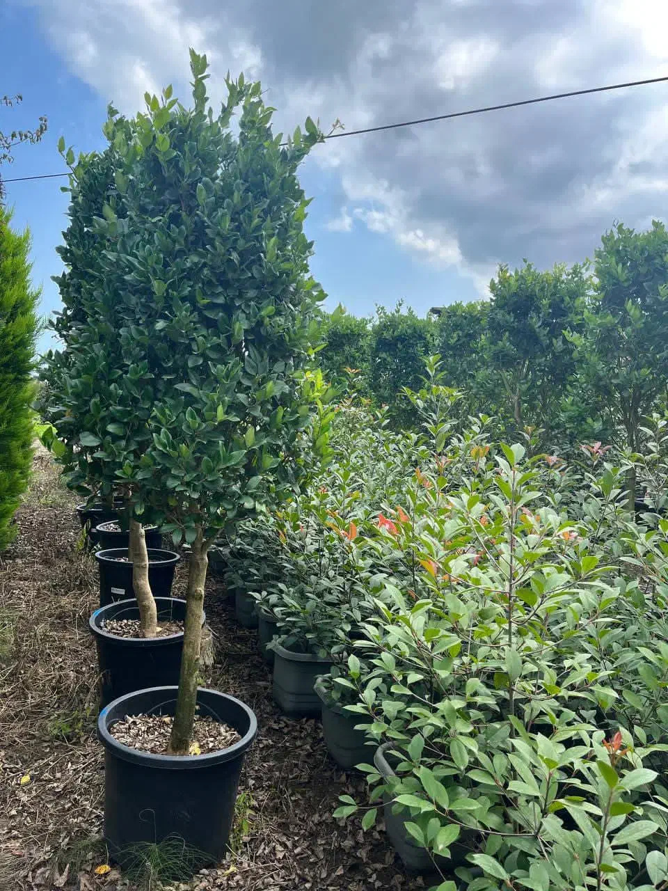 کاشت درخت و طراحی باغ و باغشهر|خدمات باغبانی و درختکاری|صدرا-فارس, فاز ۱|دیوار