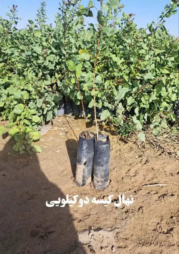 نهال پسته|خدمات باغبانی و درختکاری|هفدر, |دیوار