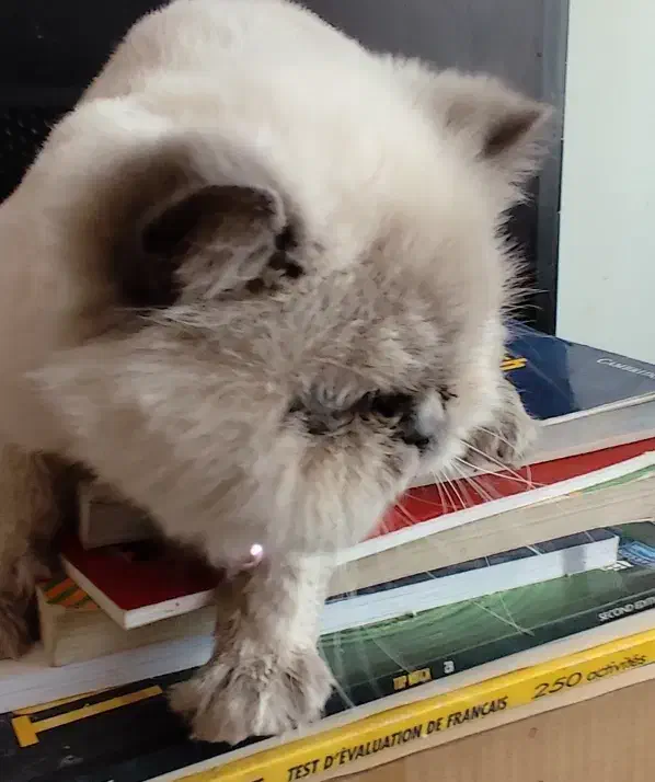 دخترم پشمک نژادش هیمالین|گربه|پردیس, فاز ۹|دیوار