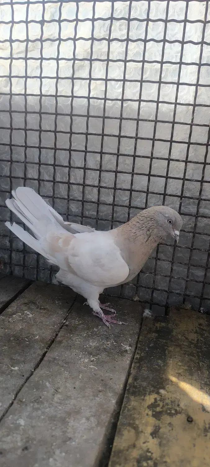 نر ماده|پرنده|مبارکه, |دیوار