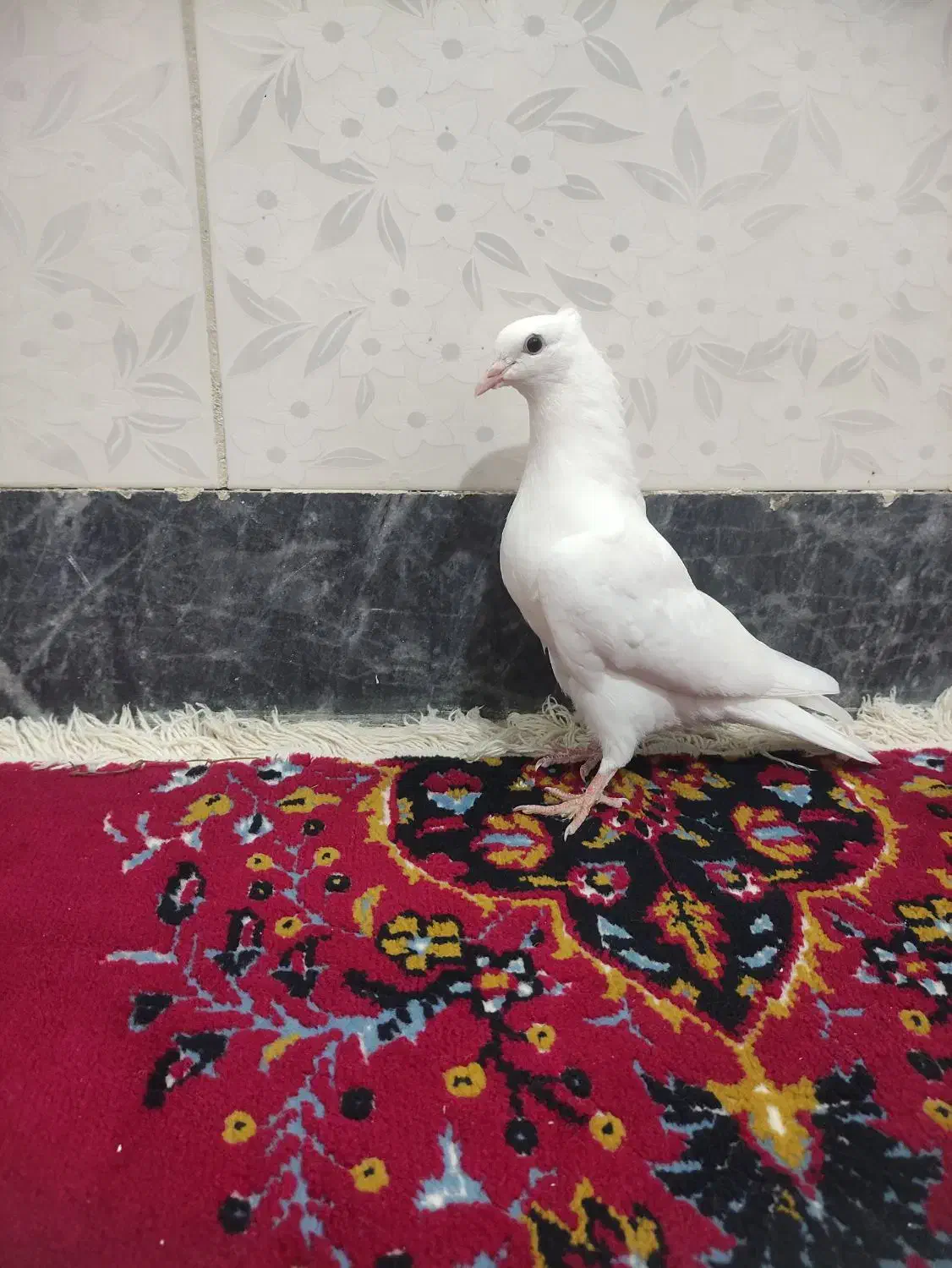 کفتر پرشی|پرنده|گوآور, |دیوار