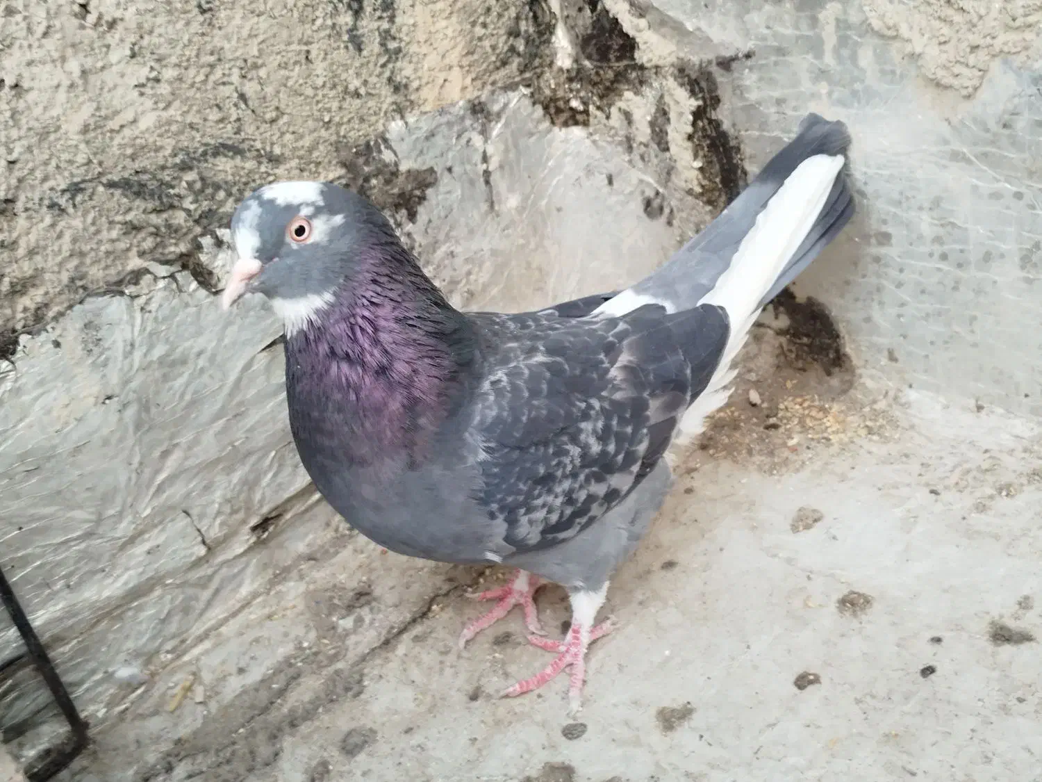 کبوتر پرشی گرفتنی تیر ماهی ۶تا ماده یکجایی|پرنده|تهران, نعمت‌آباد|دیوار