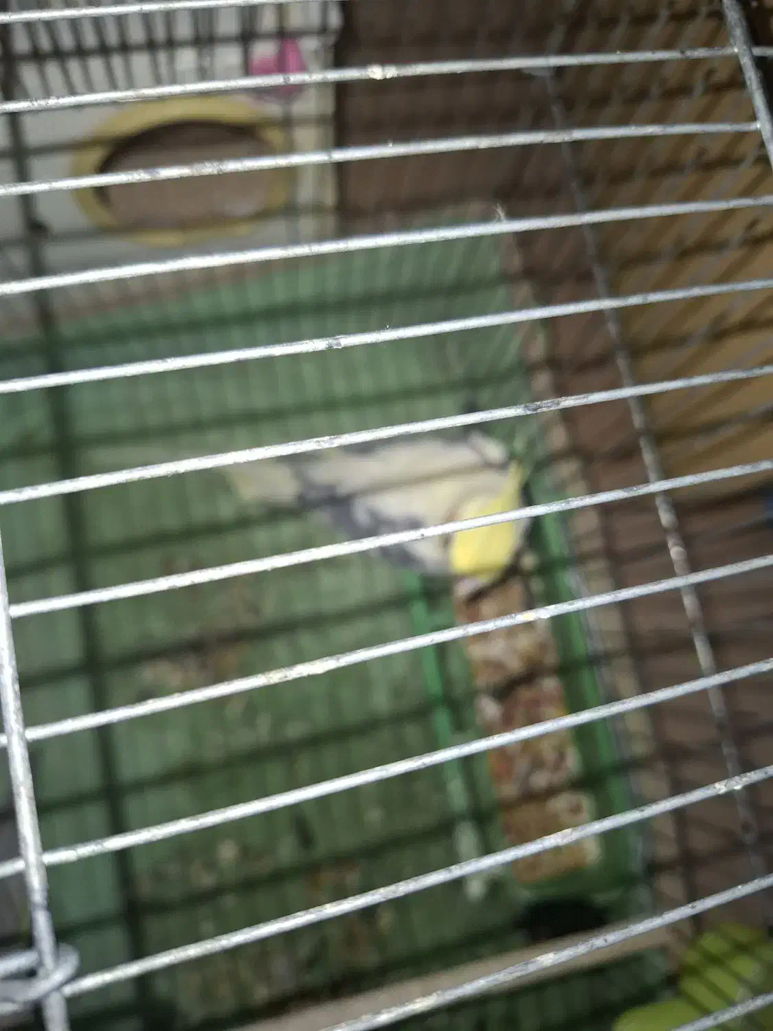 فروش یک عدد عروس هلندی|پرنده|بندر کنگان, |دیوار