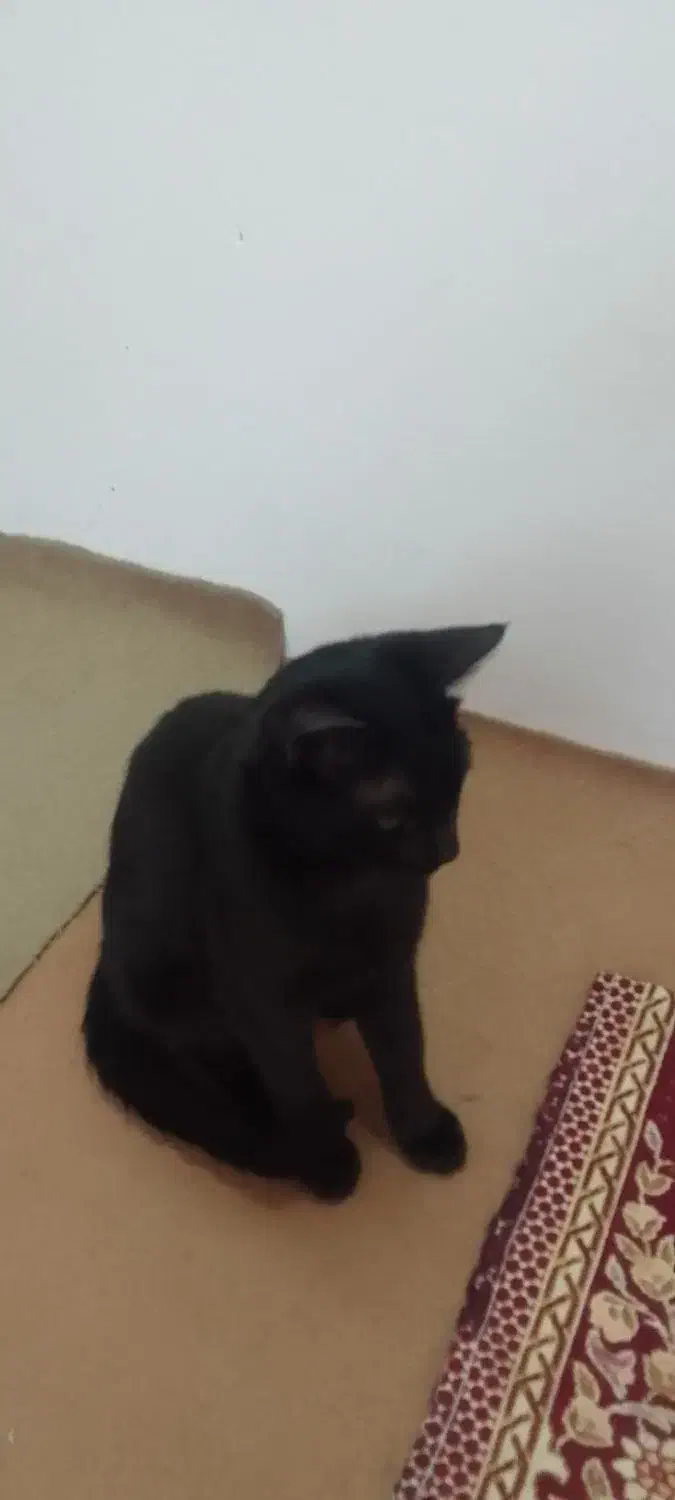 گربه|گربه|نیشابور, دارایی|دیوار