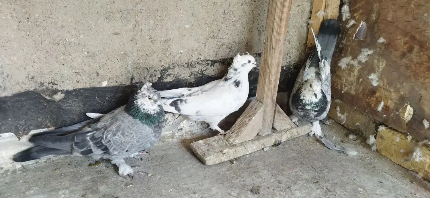 کفتر|پرنده|نجفآباد, کهریزسنگ|دیوار