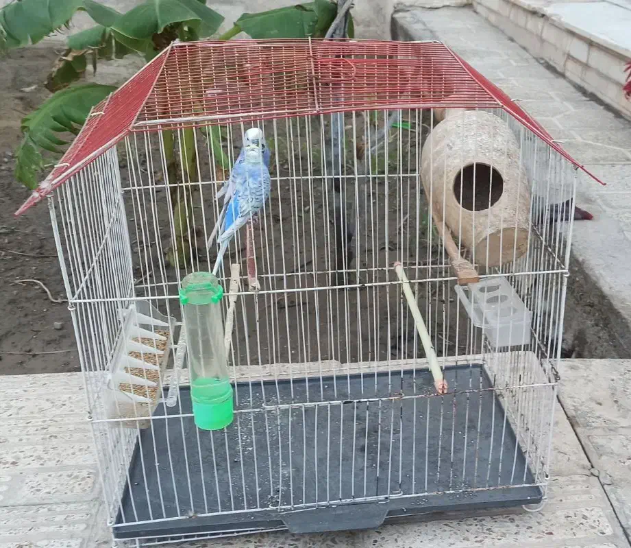 مرغ عشق پروانه ای|پرنده|میناب, |دیوار