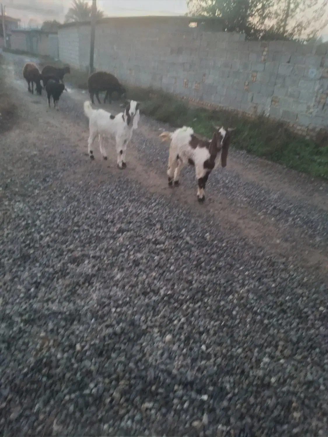 بزغاله نر|حیوانات مزرعه|سرخه, |دیوار