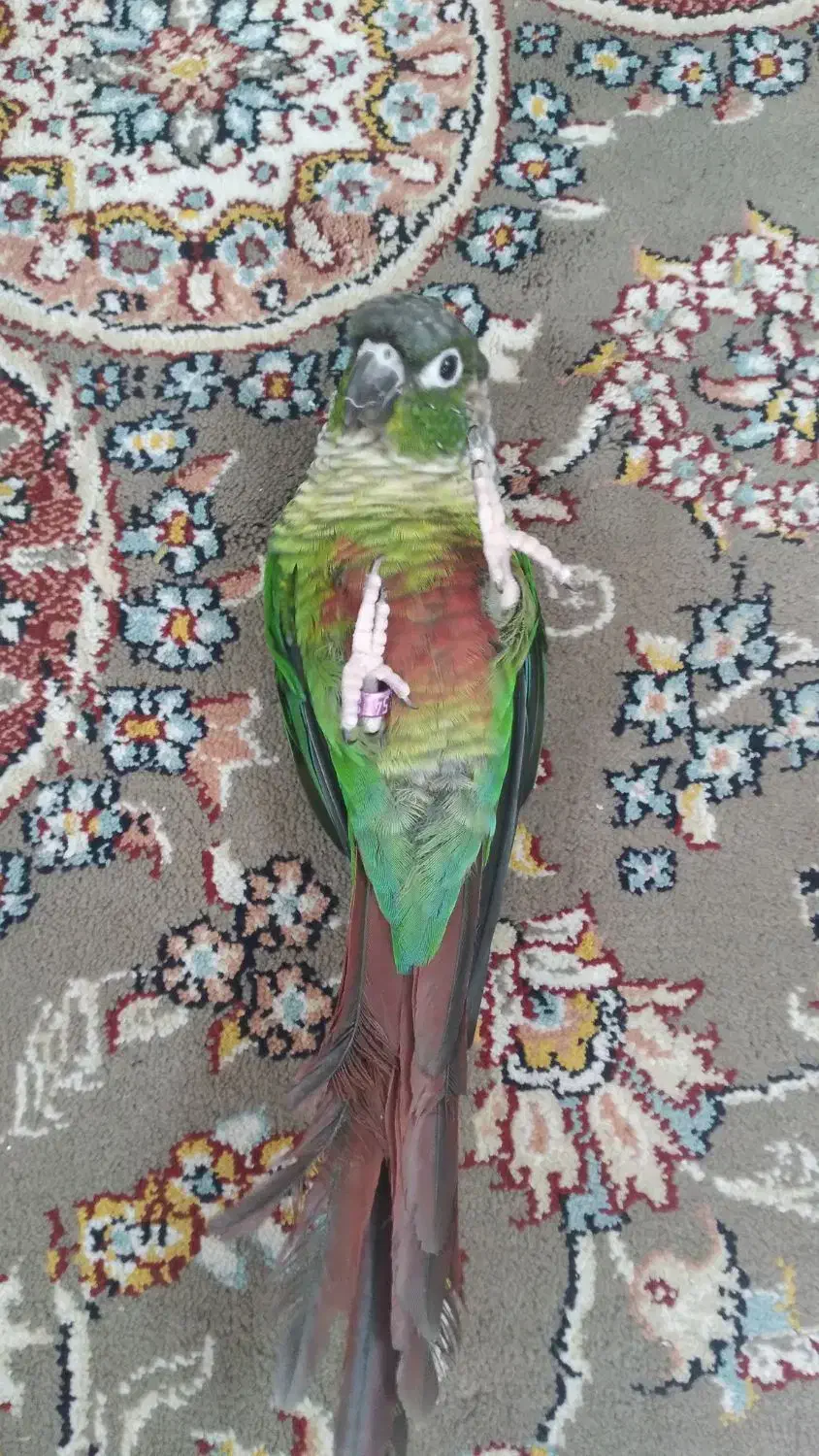 گرینچیک دستی|پرنده|کاشان, لتحر|دیوار