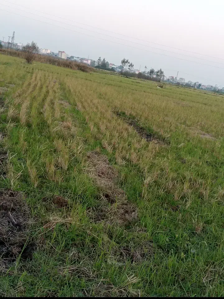 زمین نسقی|فروش زمین و ملک کلنگی|رشت, سیا اسطلخ|دیوار