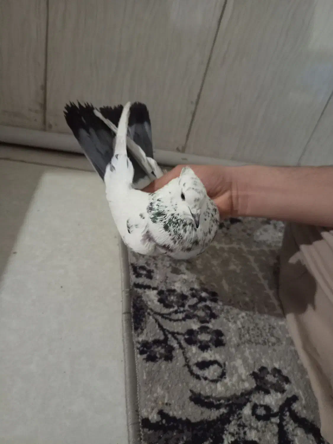 کفتر پرشی|پرنده|تهران, شهرک ابوذر|دیوار