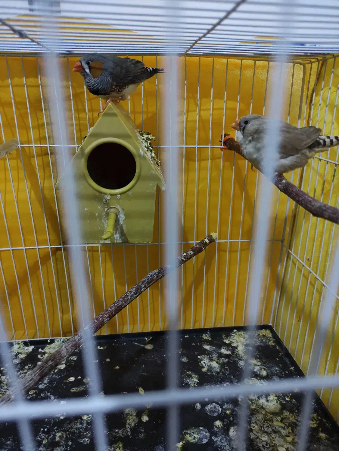 پرنده|پرنده|بردسکن, |دیوار