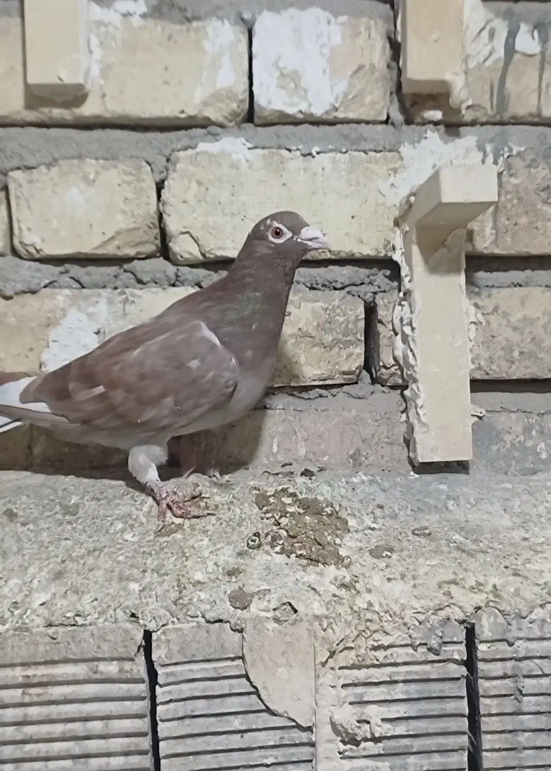 دوکت پلاکی کاکولی ، میولمنز، خوشرنگ ، سرور ، شامی|پرنده|مبارکه, |دیوار