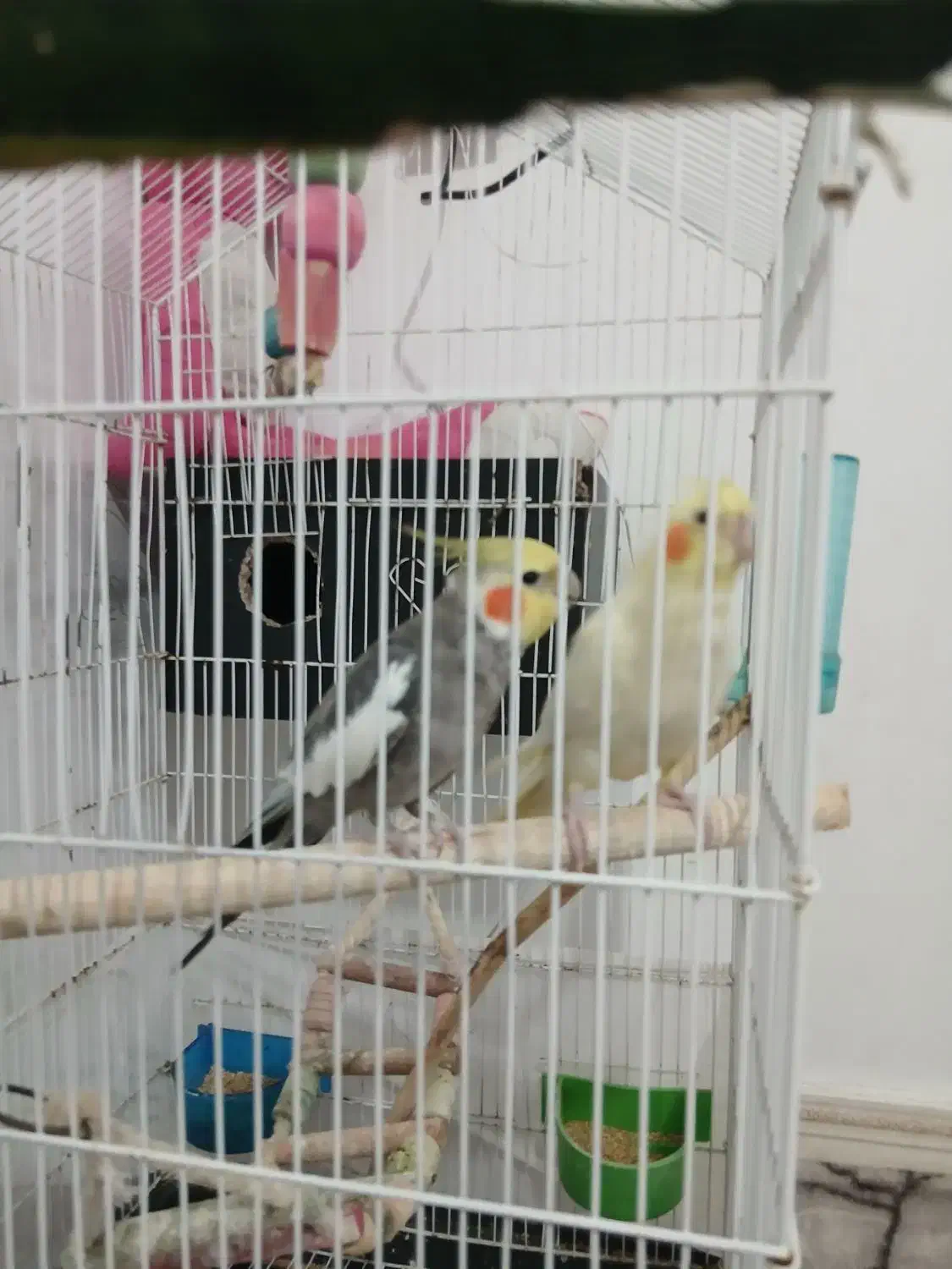 عروس هلندی نروماده|پرنده|آستارا, |دیوار