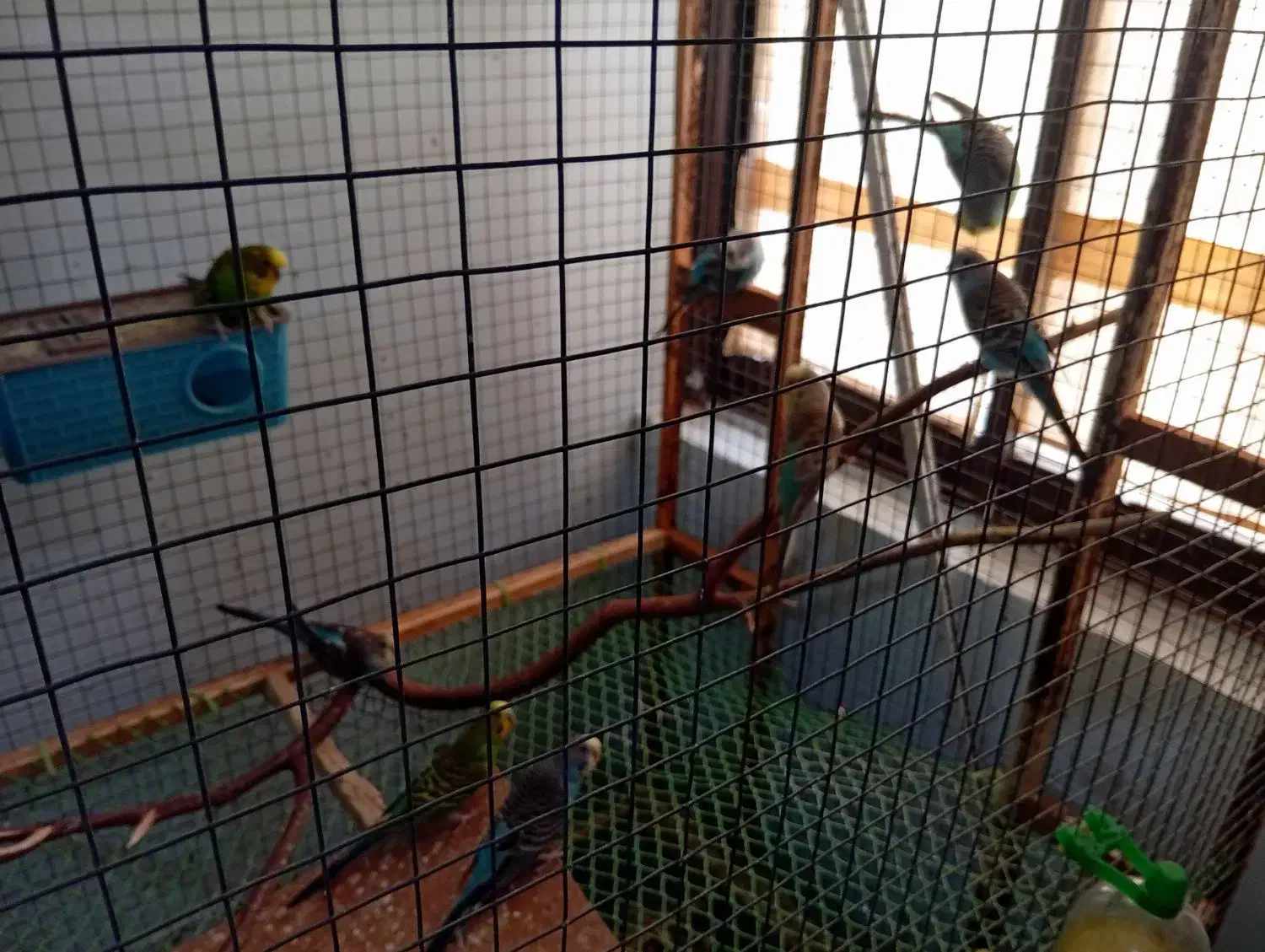 مرغ عشق|پرنده|قشم, |دیوار