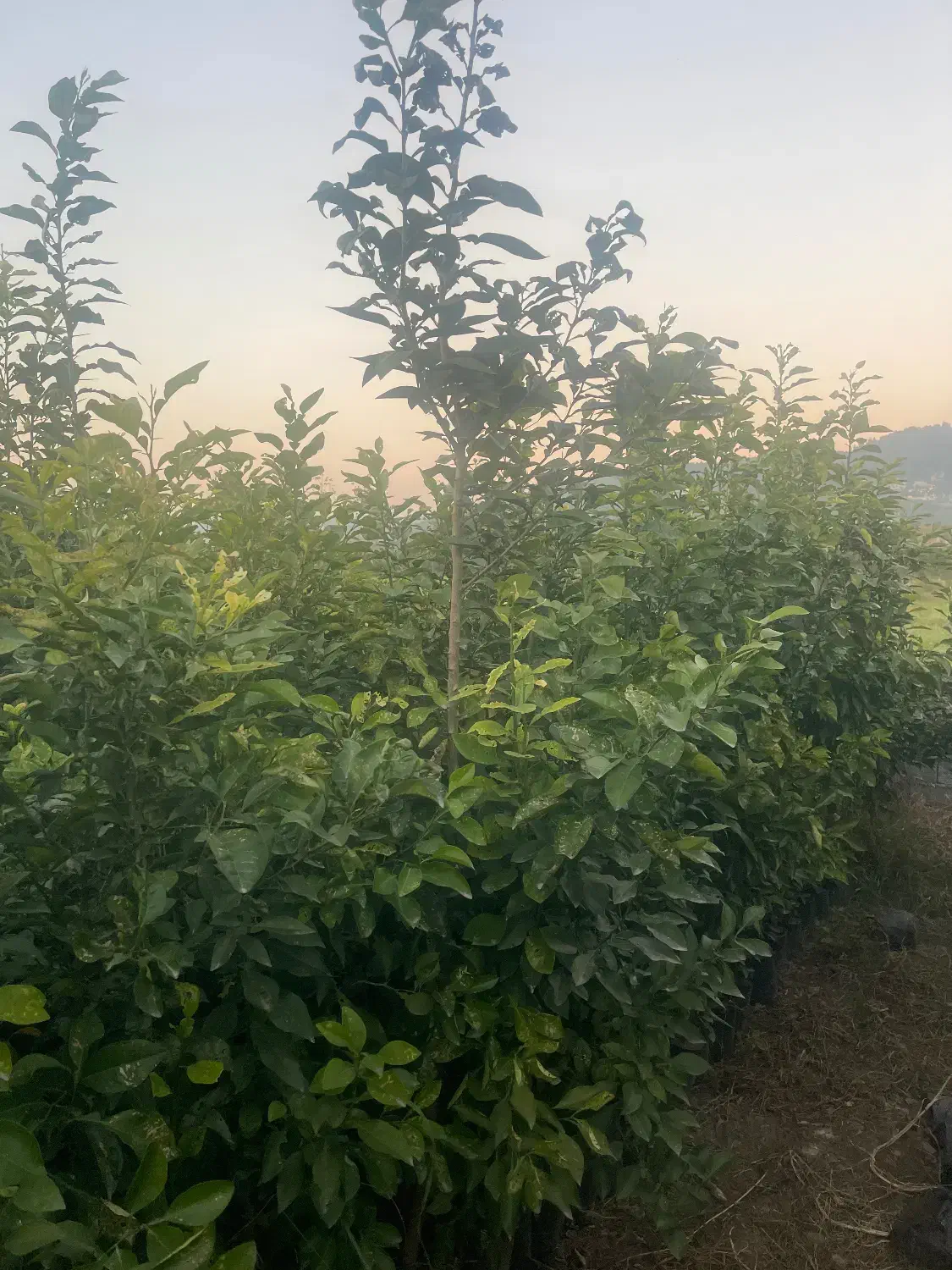 نهال نارنج|خدمات باغبانی و درختکاری|بابل, |دیوار