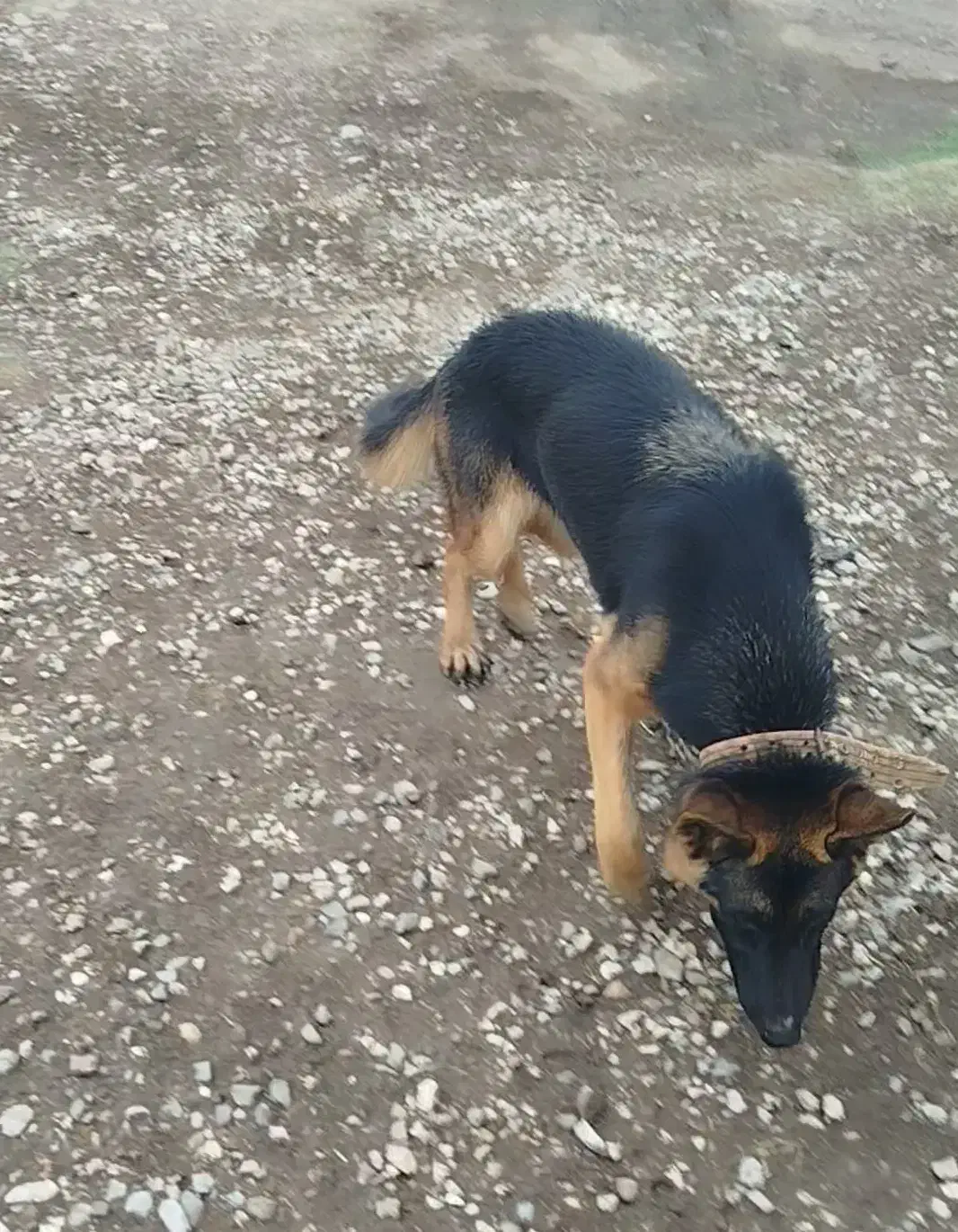 ژرمن ماده|سگ|گنبد کاووس, |دیوار