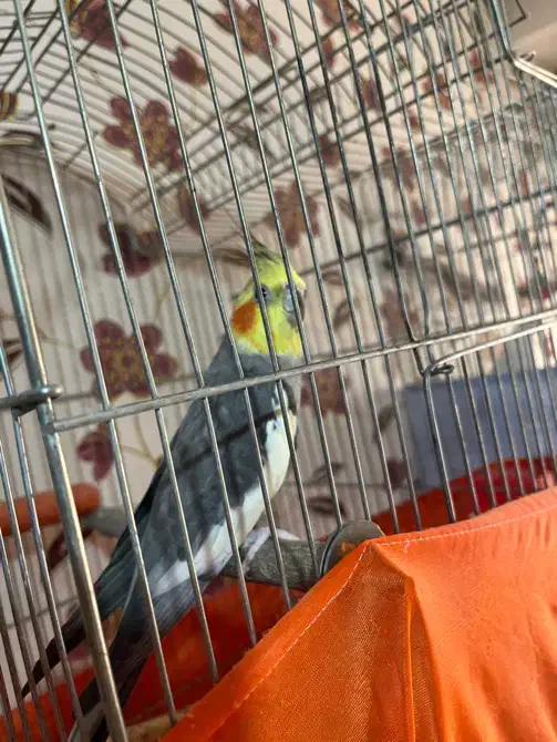 عروس هلندی|پرنده|محمدشهر, شهرک پیام (مهرالبرز)|دیوار