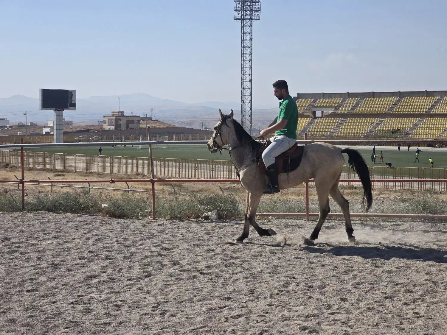 اسب نریون اصل ترکمن|اسب و تجهیزات اسبسواری|میانه, |دیوار