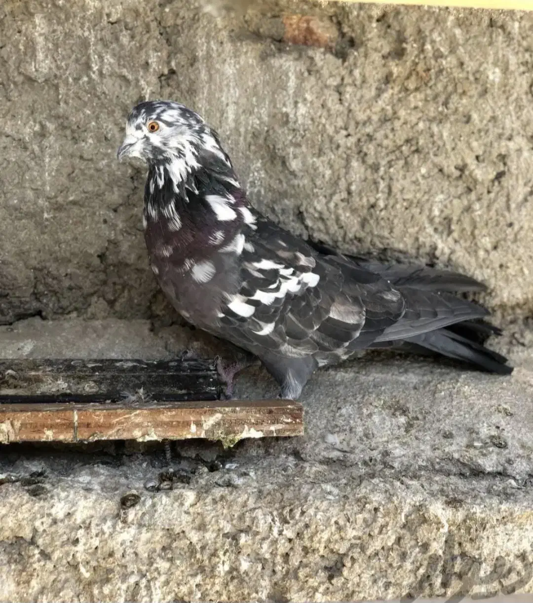 کبوتر دوتا عتیقه نسل قدیم|پرنده|نسیمشهر, |دیوار