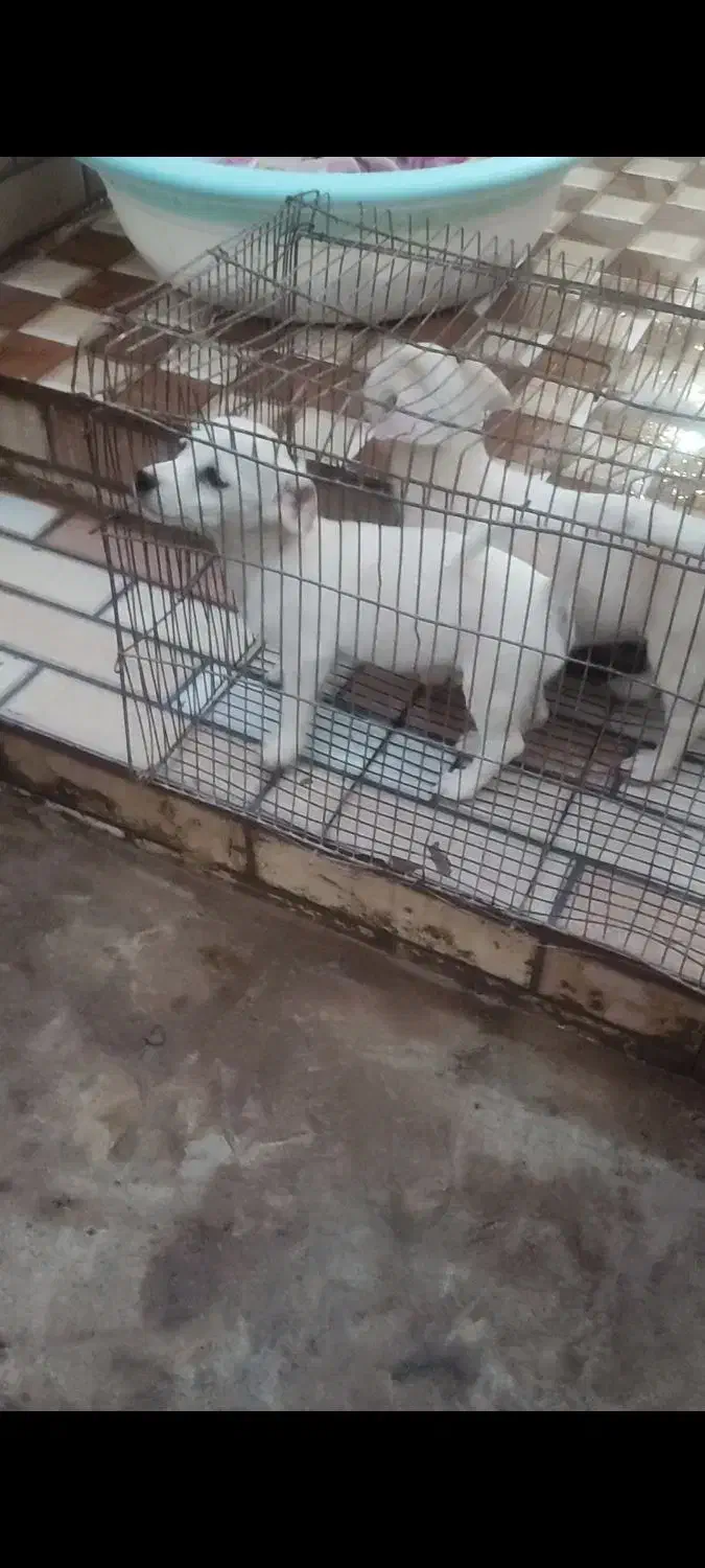 سگ،شیتزو پامر|سگ|بم, |دیوار