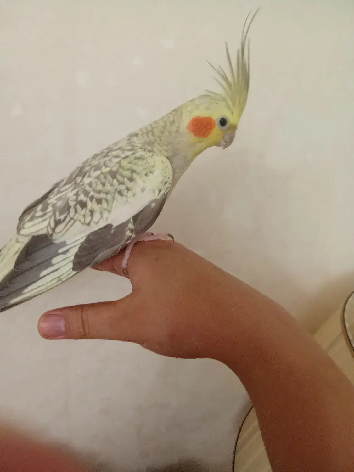 عروس هلندی|پرنده|قدس, شهرقدس|دیوار