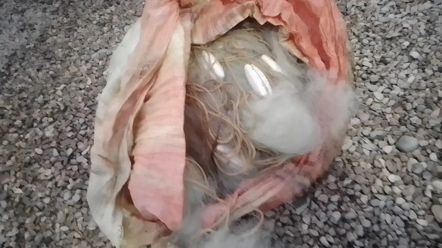 تور26میل پهنا30چشم مخصوص پشت شرکت|ماهیگیری|سیجوال, |دیوار