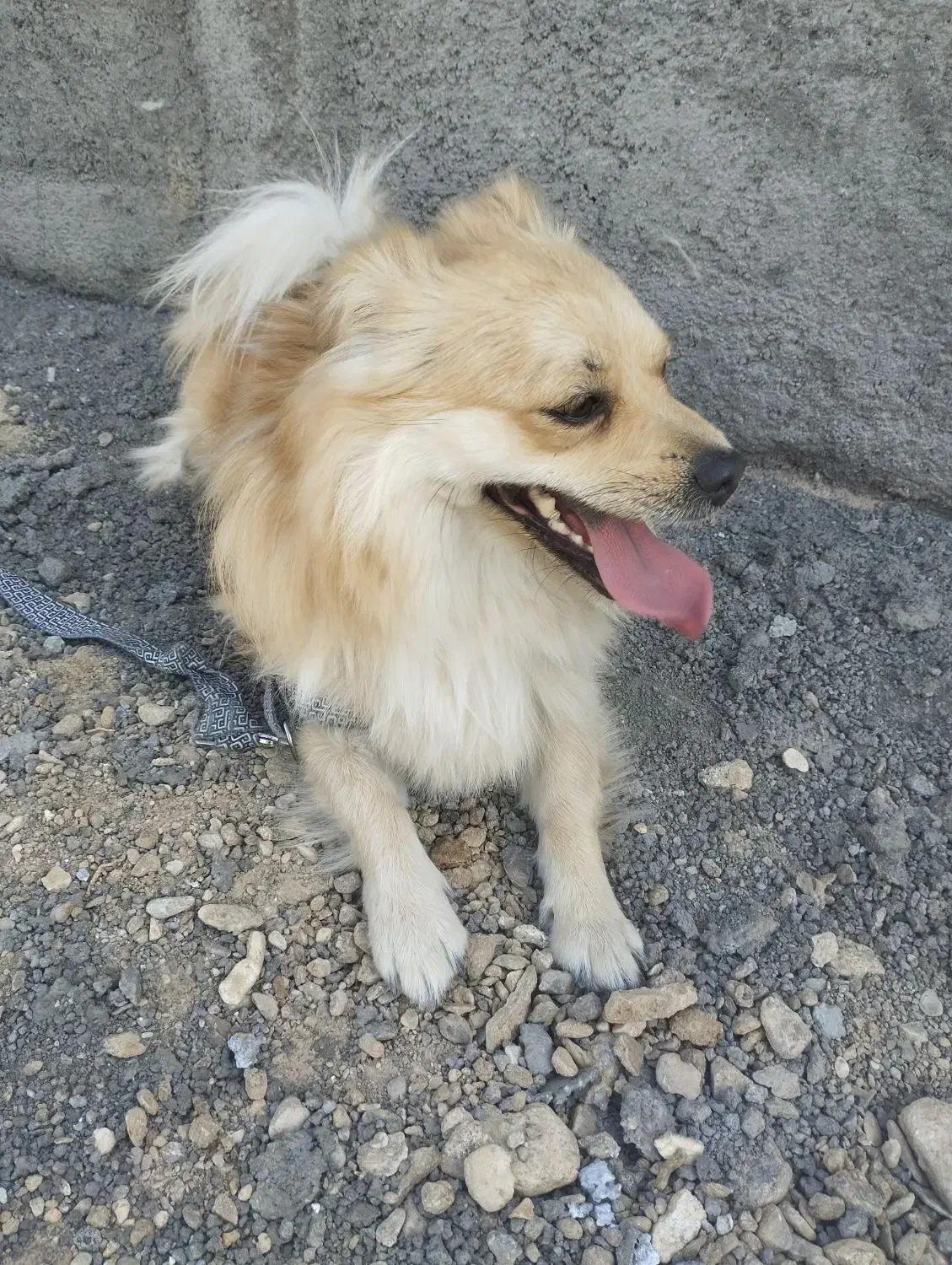 سگ پامر|سگ|قم, انسجام|دیوار