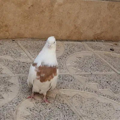 نقابی لیمو|پرنده|کرمانشاه, |دیوار