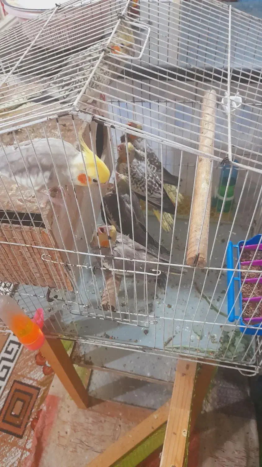 جوجه عروس هلندی|پرنده|کارون, |دیوار