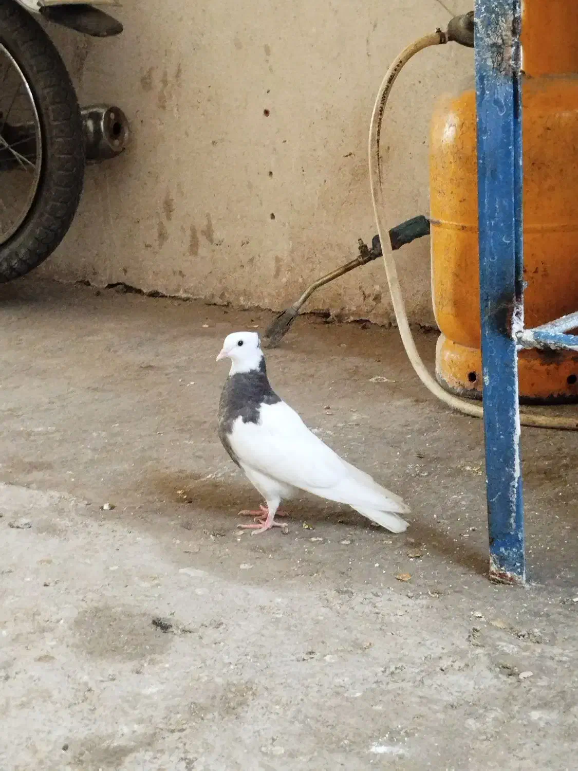 طوقی|پرنده|طبس, |دیوار