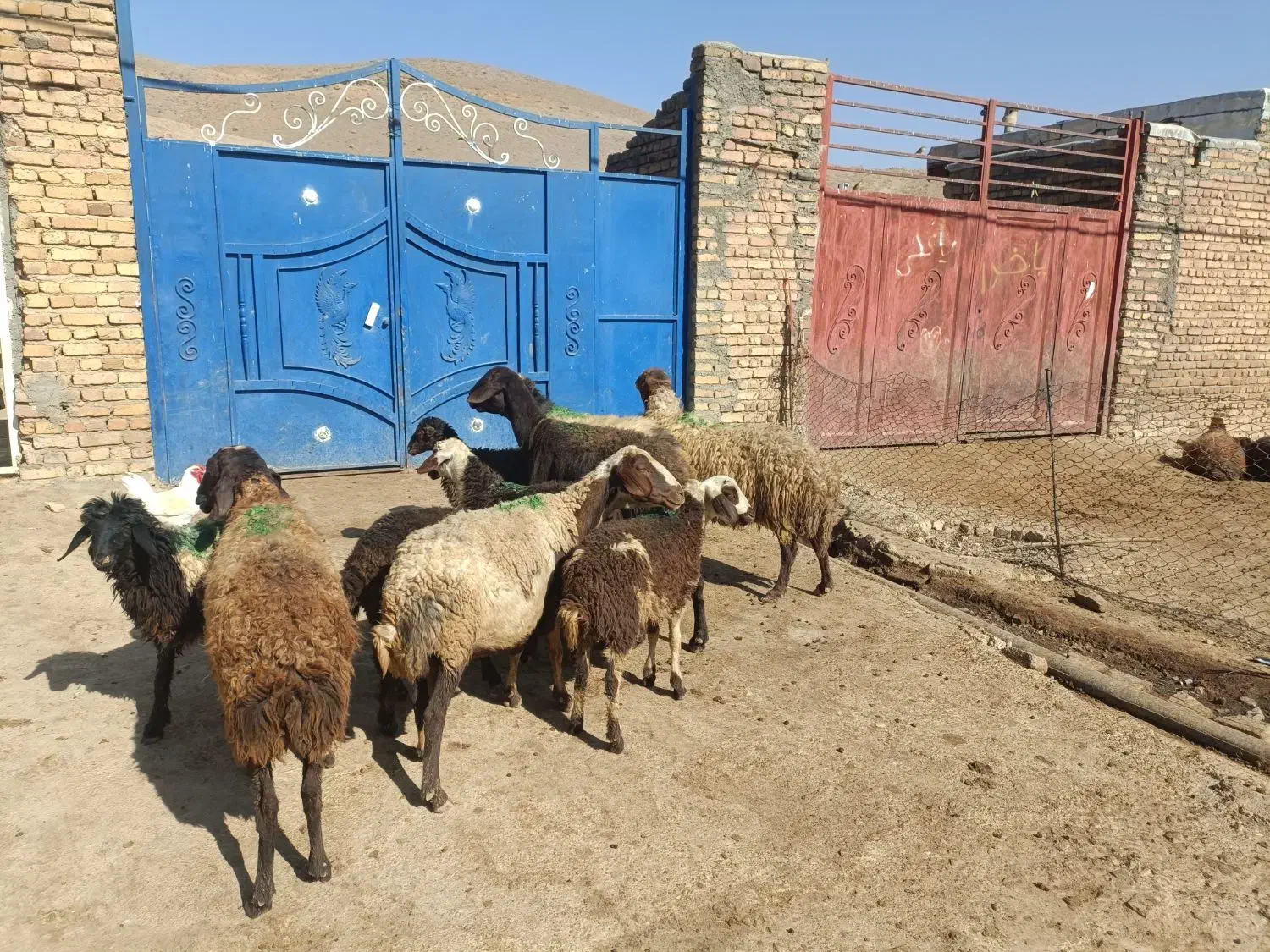 قیمت توافقی|حیوانات مزرعه|کنگاور, |دیوار