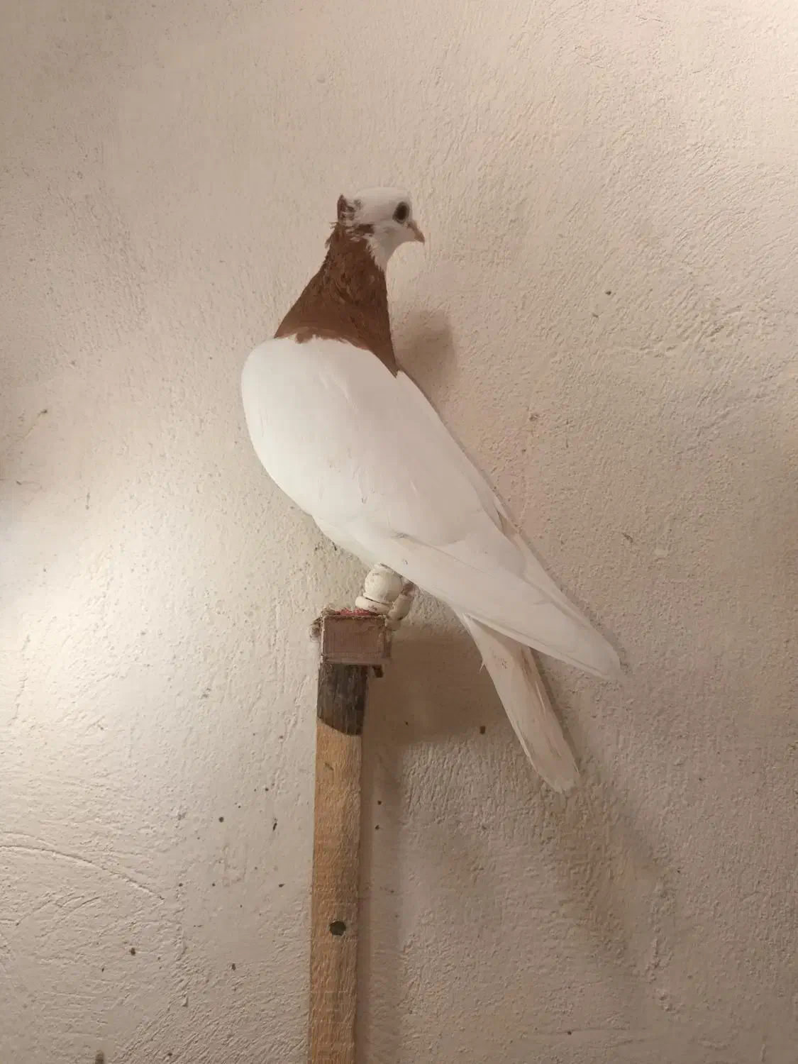 دو جفت طوقی هفت رنگ، نژاد اصیل و چشمگیر|پرنده|شیروان (خراسان), |دیوار