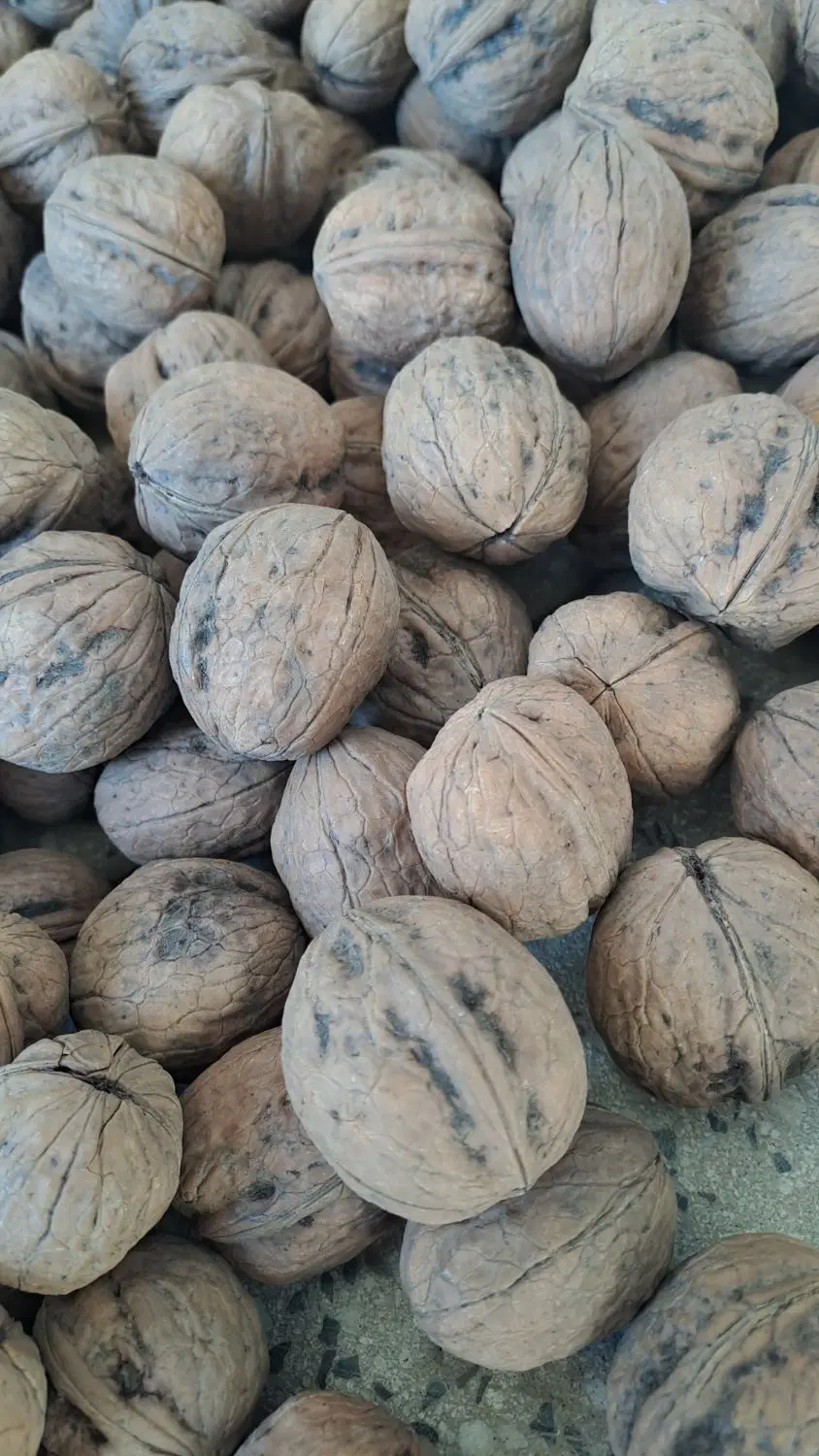 گردو|خوردنی و آشامیدنی|تویسرکان, |دیوار
