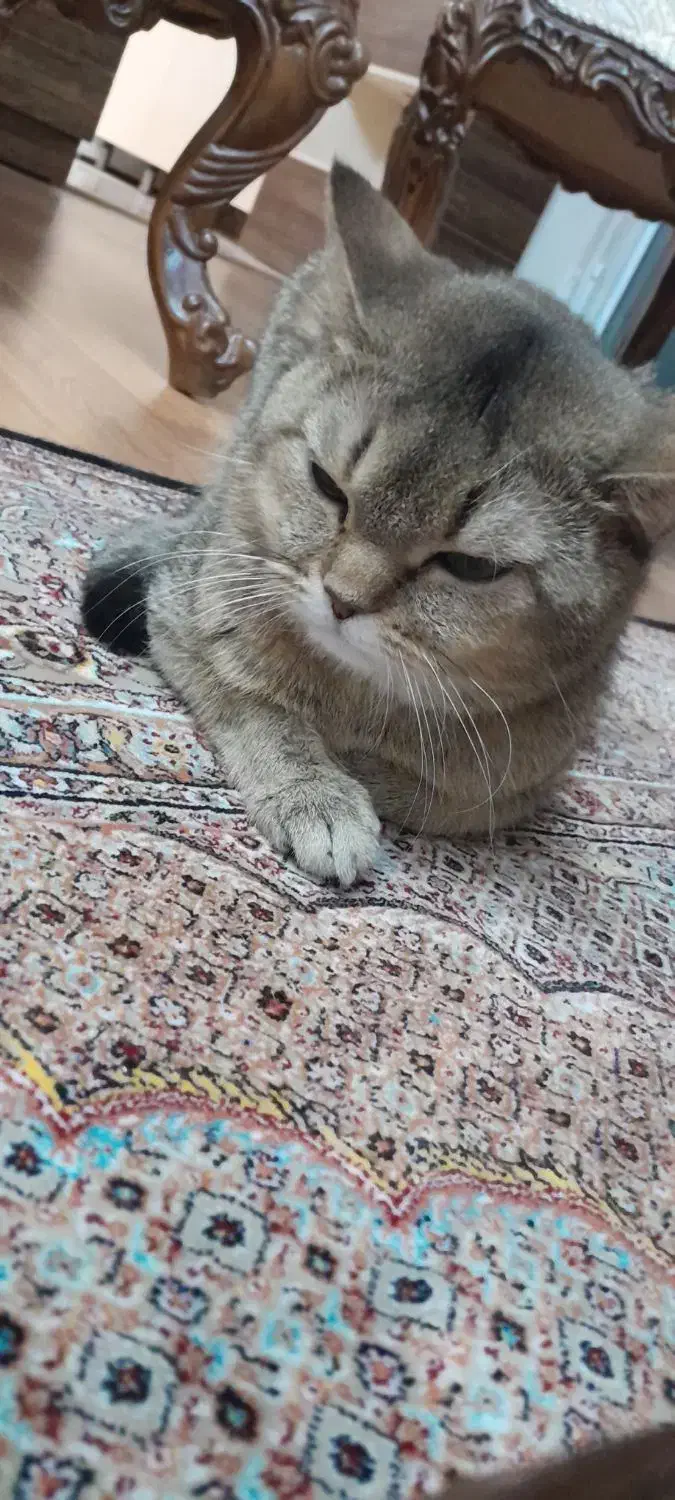 گربه بریتیش گلد|گربه|تبریز, |دیوار