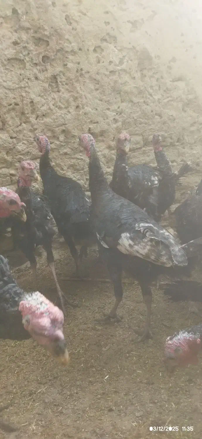 بوقلمون محلی|حیوانات مزرعه|زهک, |دیوار