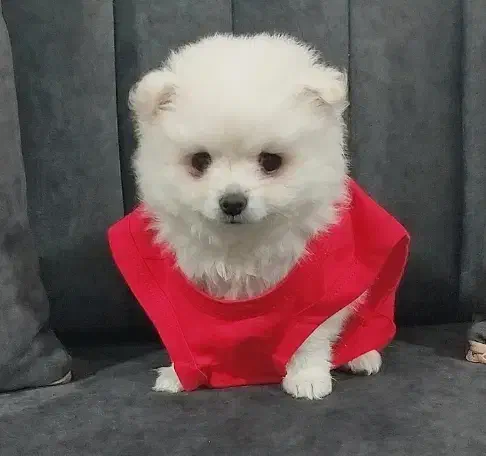 سگ کوچولو به نام تدی|سگ|گرگان, |دیوار