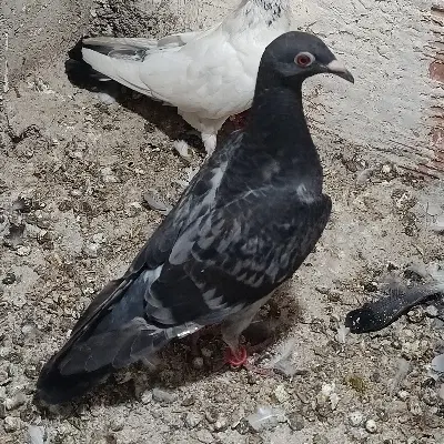 کفتر|پرنده|گرگان, |دیوار