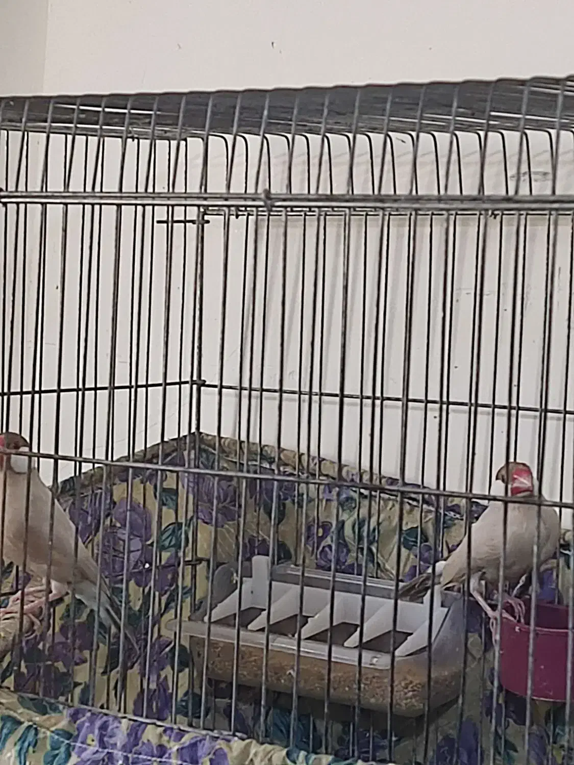 فنچ مصری شکلاتی|پرنده|کازرون, |دیوار