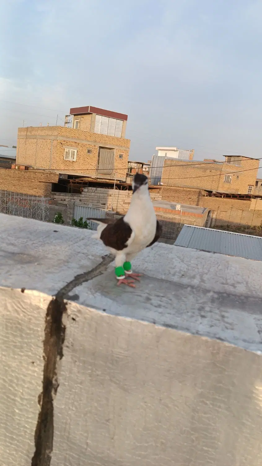 ساده|پرنده|گنبد کاووس, |دیوار