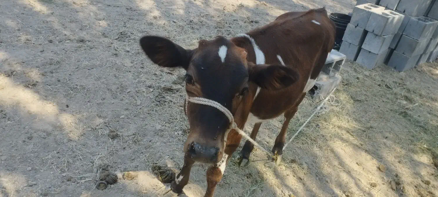 گاو ماده با گوساله|حیوانات مزرعه|بیکاه, |دیوار