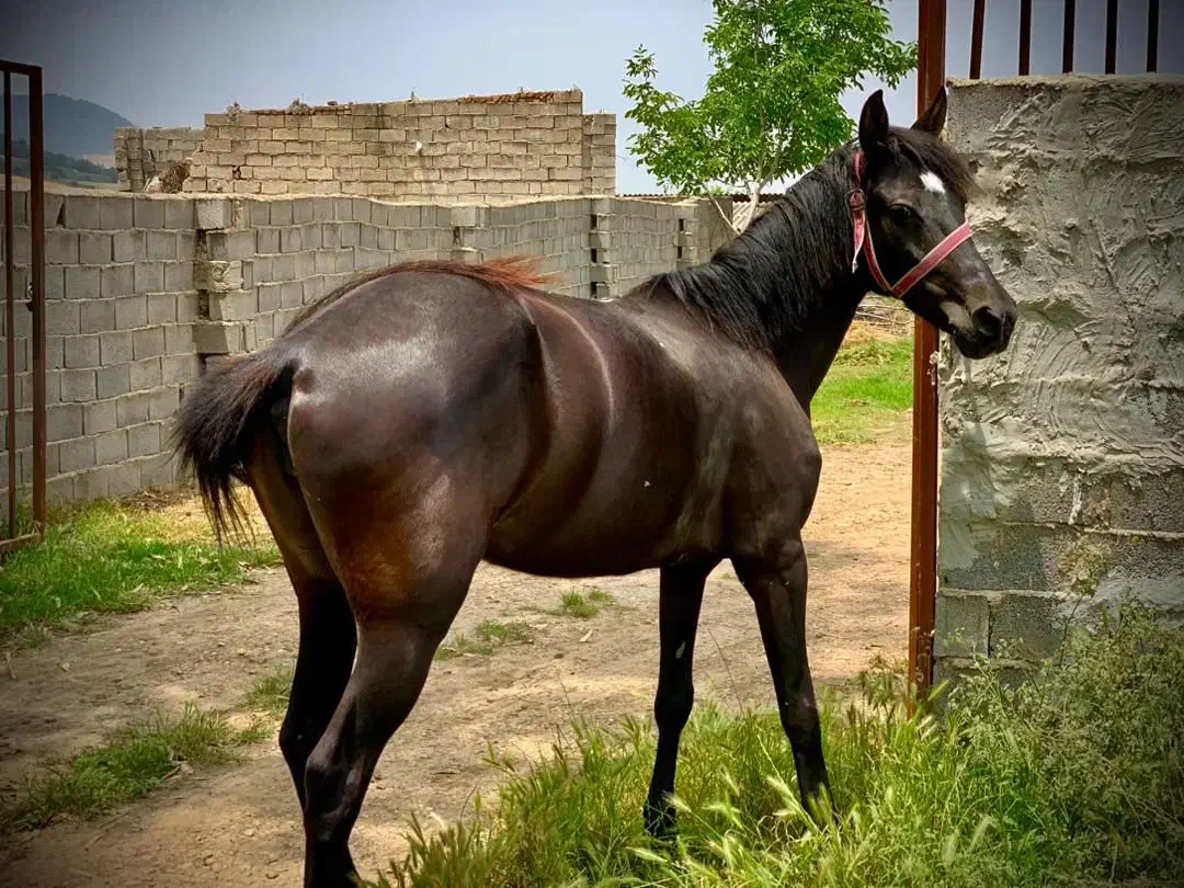 مادیان ترکمنی|اسب و تجهیزات اسب‌سواری|آزادشهر, |دیوار