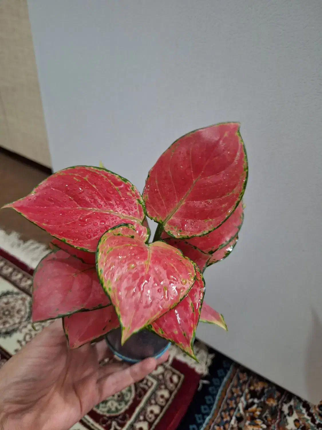 فیلودندرون قرمز|گل و گیاه طبیعی|شاهینشهر, حاجی آباد|دیوار