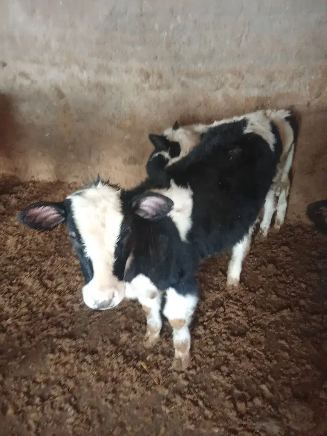 قیمت 63|حیوانات مزرعه|تاکستان, |دیوار