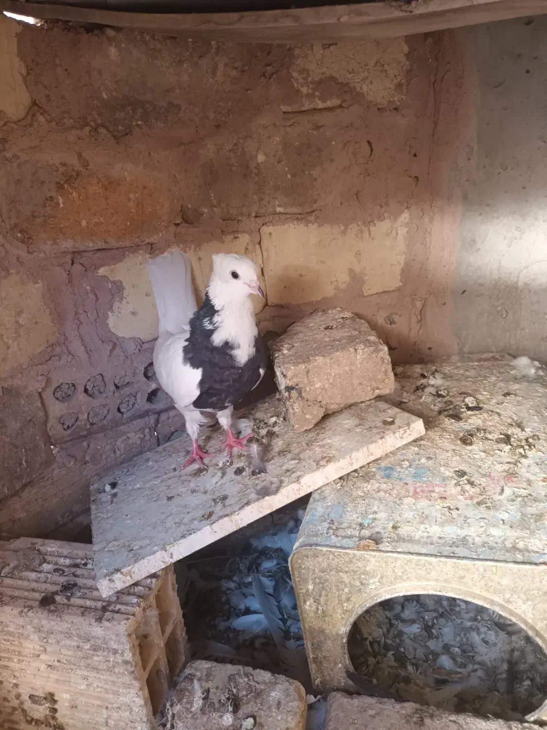 کبوترطوقی|پرنده|پیر بکران, |دیوار