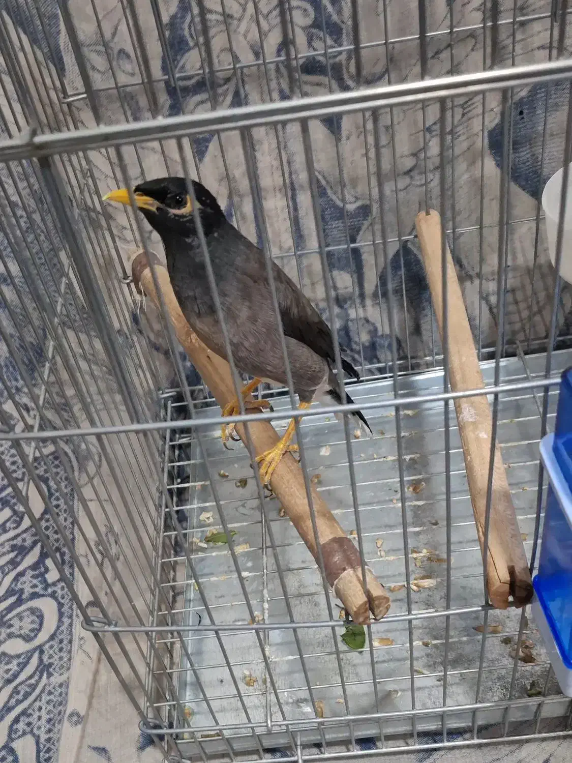 جوجه مرغ مینا اصل چشم ستاره ایی|پرنده|شیراز, پودنک|دیوار